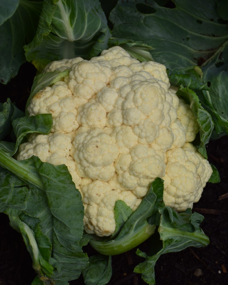 Cauliflower Amazing 6 Pack