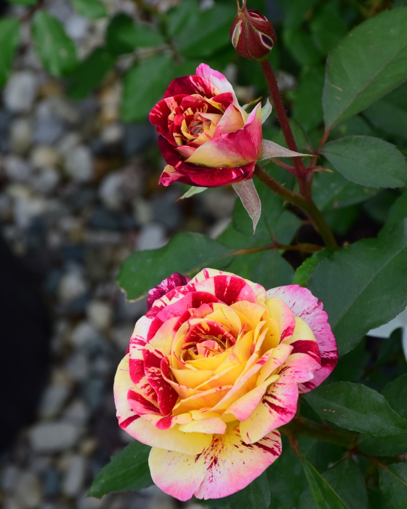 George Burns Rose #3<br><i>Rosa WEKcalroc</br></i>