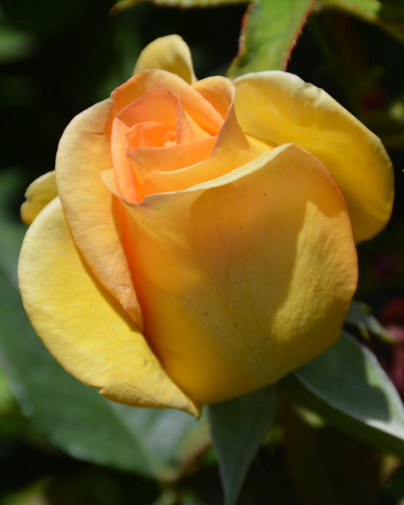 Gold Medal Rose #3<br><i>Rosa Gold Medal</br></i>