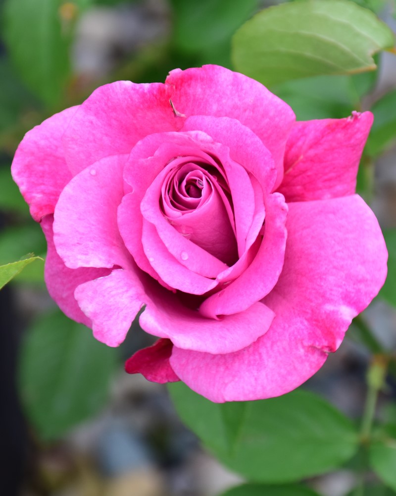 Heirloom Rose #3<br><i>Rosa Heirloom</br></i>