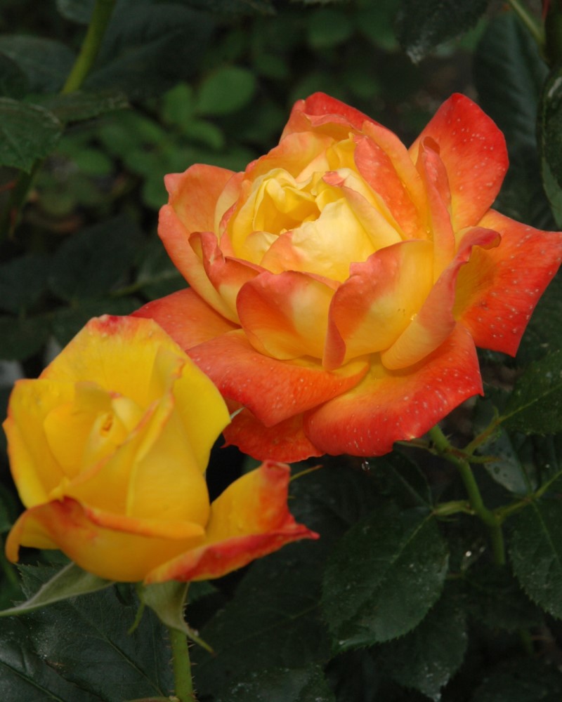 Judy Garland Rose #3<br><i>Rosa Judy Garland</br></i>