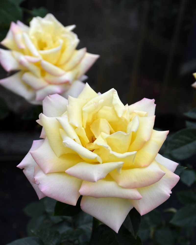 Peace Rose #3<br><i>Rosa Peace</br></i>