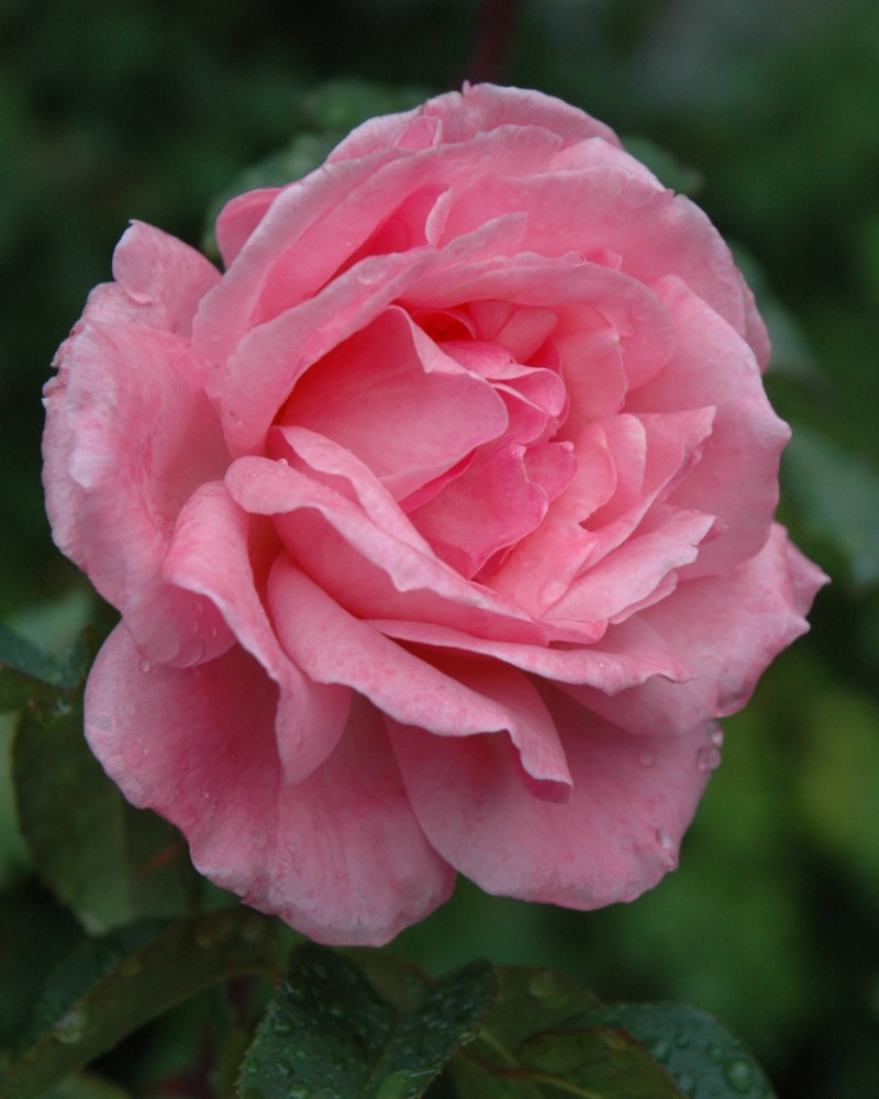 Queen Elizabeth Rose #3<br><i>Rosa Queen Elizabeth</br></i>