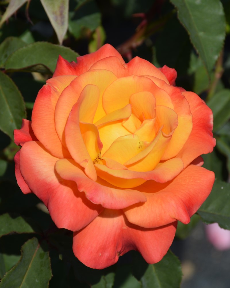 Rio Samba Rose #3<br><i>Rosa Rio Samba</br></i>