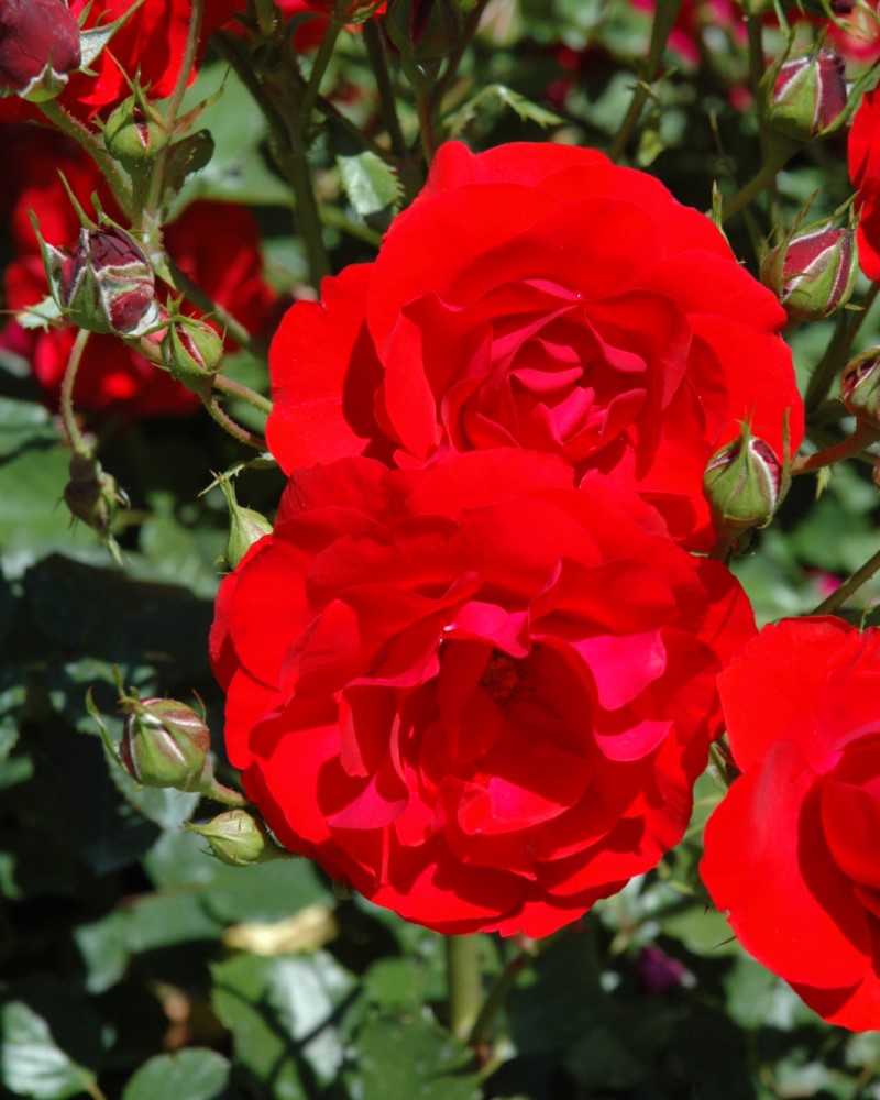 Showbiz Rose #3<br><i>Rosa Showbiz</br></i>