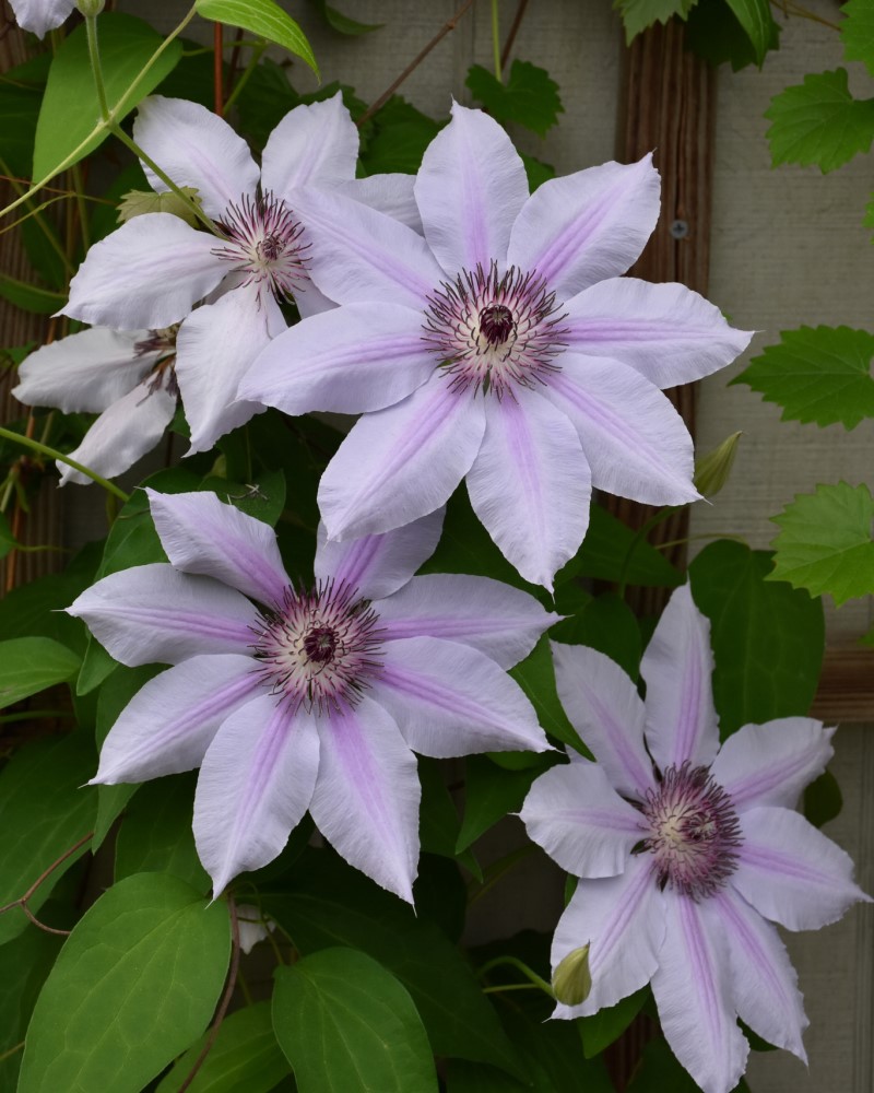Nelly Moser Clematis #1<br><i>Clematis Nelly Moser</br></i>