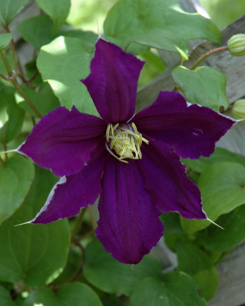 Rhapsody Clematis #1<br><i>Clematis Rhapsody</br></i>