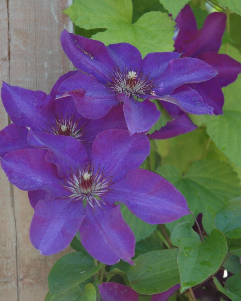 The President Clematis #1<br><i>Clematis The President</br></i>