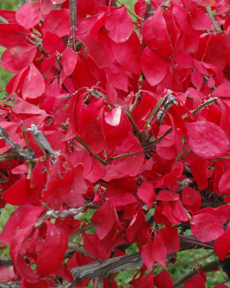 Dwarf Burning Bush #5<br><i>Euonymus alatus Compactus</br></i>