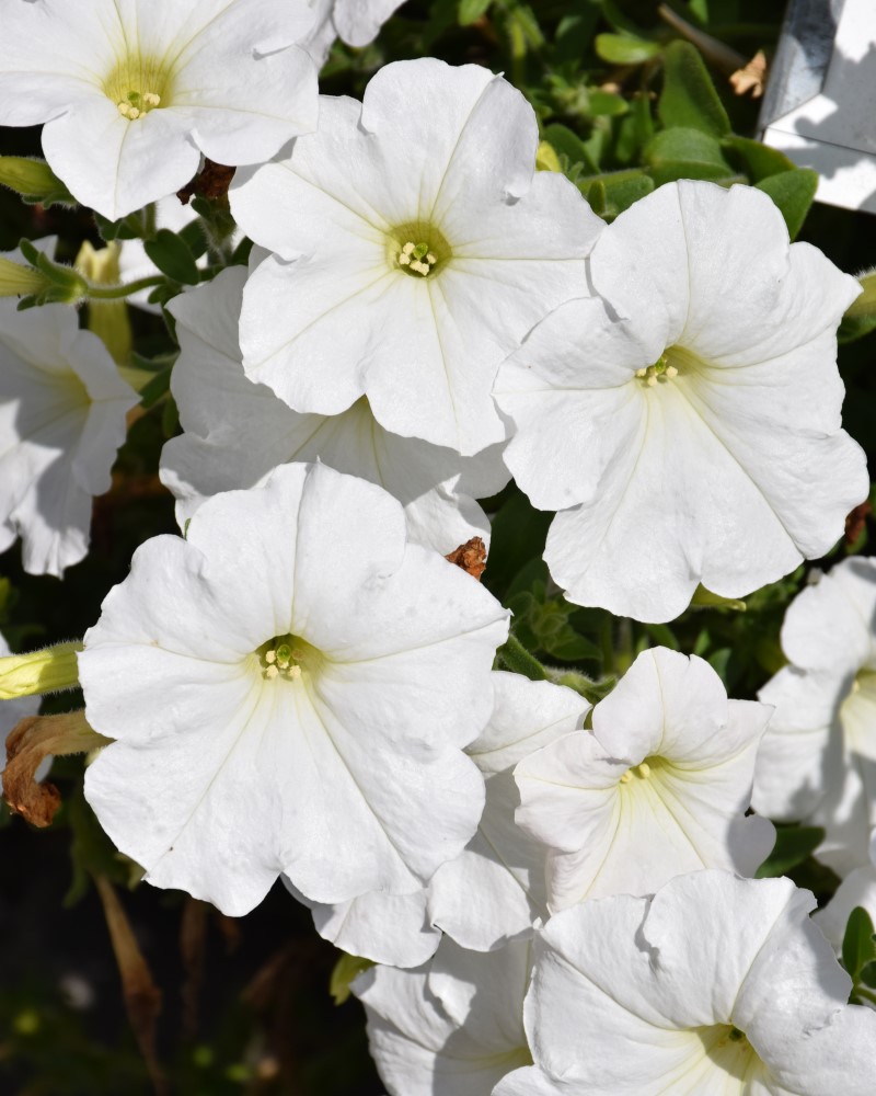 Petunia Easy Wave White 4"