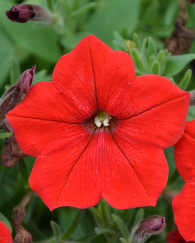 Petunia Easy Wave Red 4"