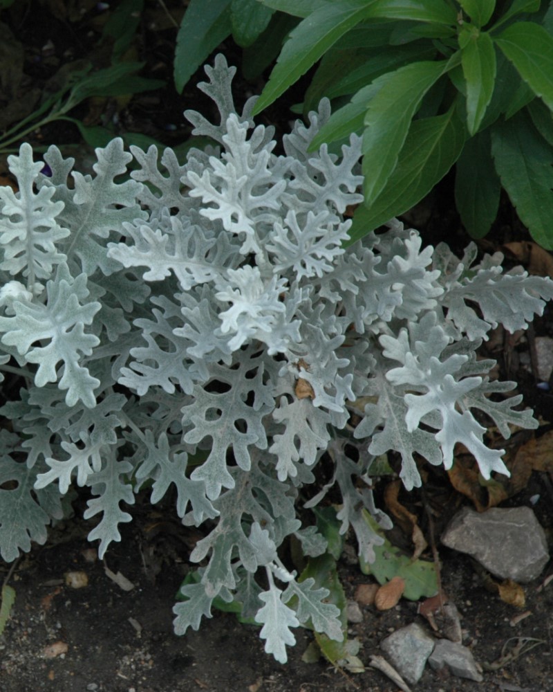Dusty Miller Silver Dust 6 Pack