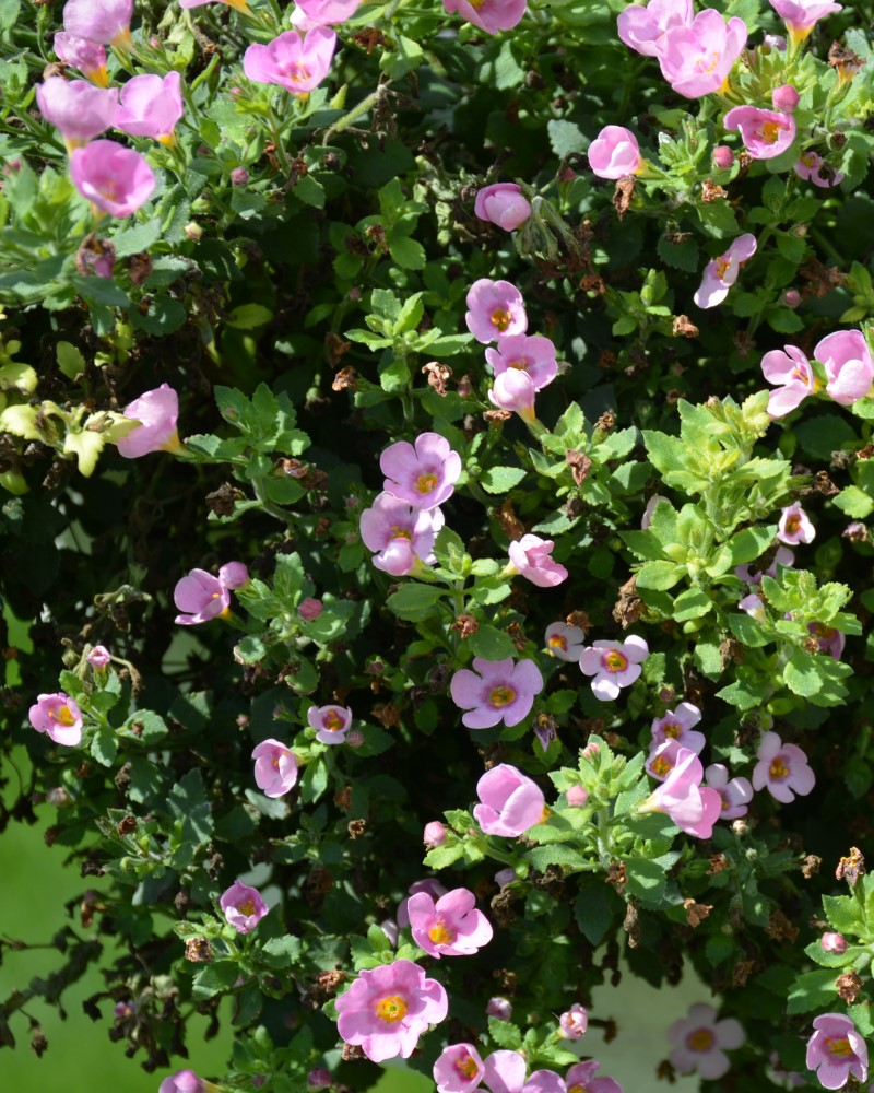 Bacopa Megacopa Pink 4"