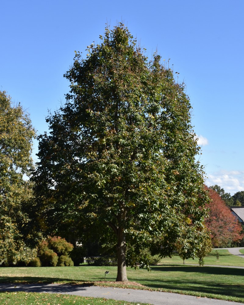 Redmond Linden #15<br><i>Tilia americana Redmond</br></i>