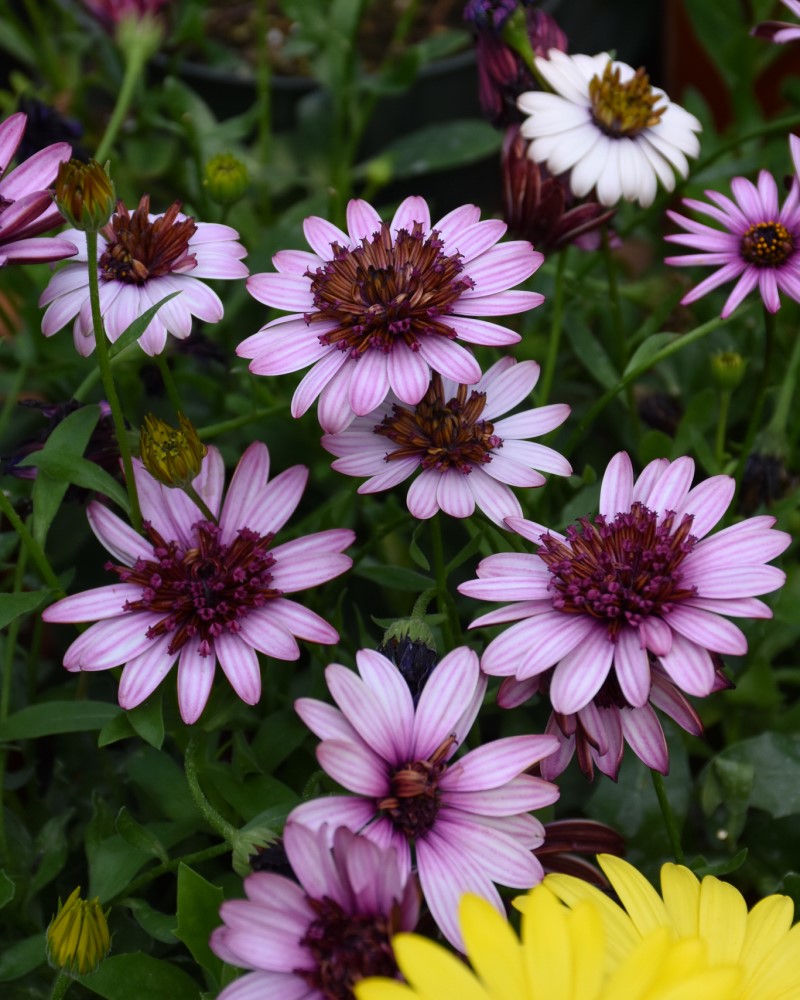 African Daisy 4D Berry White 4"