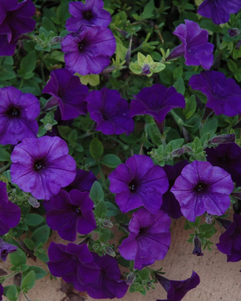 Petunia Easy Wave Blue 4"