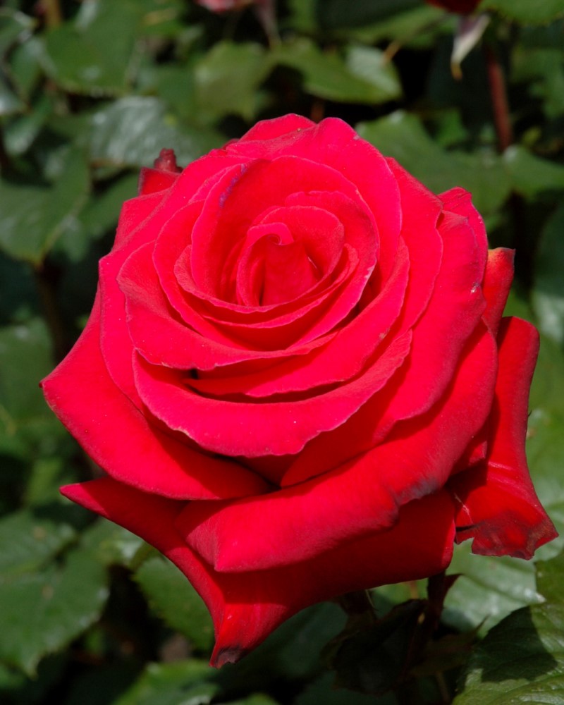 Let Freedom Ring Rose #3<br><i>Rosa Let Freedom Ring</br></i>