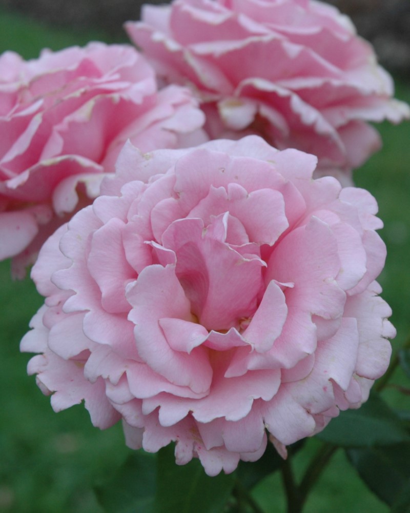 Memorial Day Rose #3<br><i>Rosa Memorial Day</br></i>