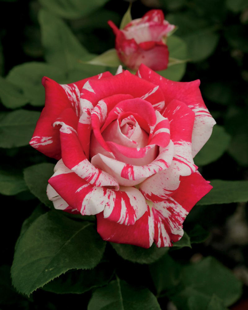 Neil Diamond Rose #3<br><i>Rosa WEKdereroro</br></i>