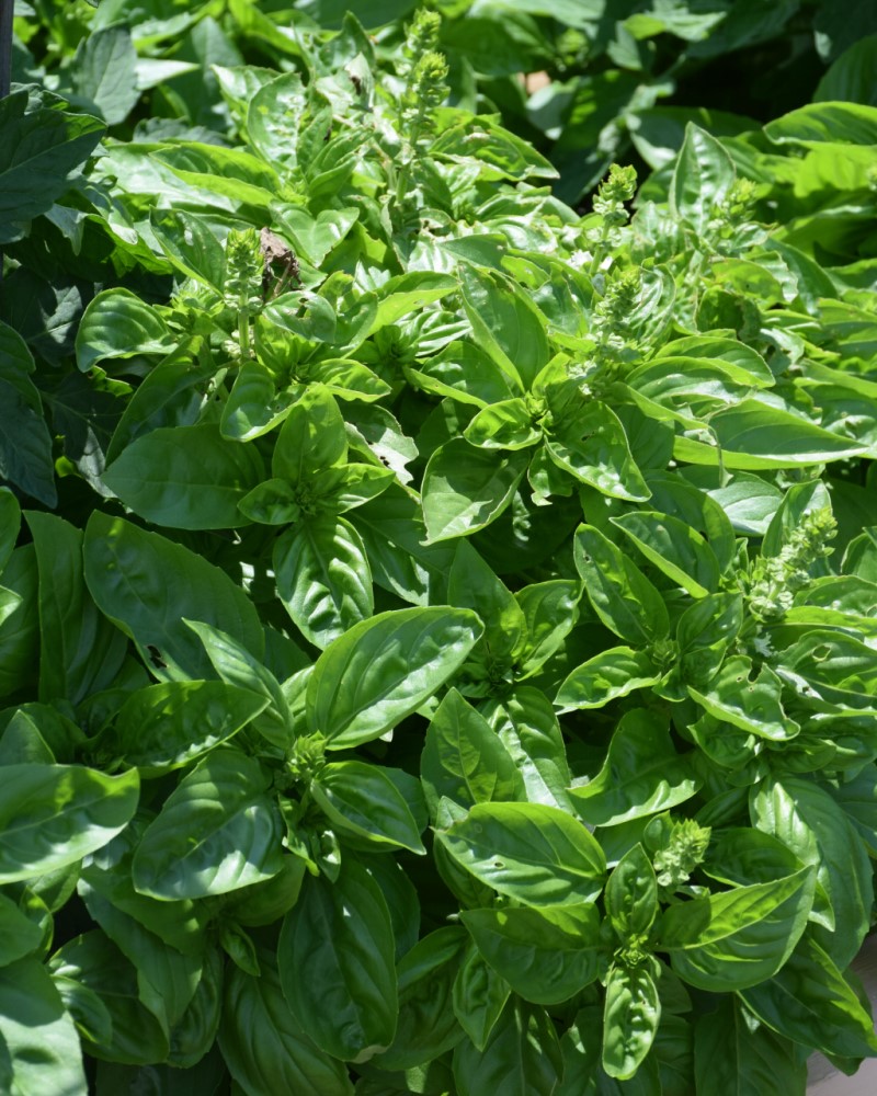 Dolce Fresca Basil 4"<br><i>Ocimum basilicum 'Dolce Fresca'</br></i>