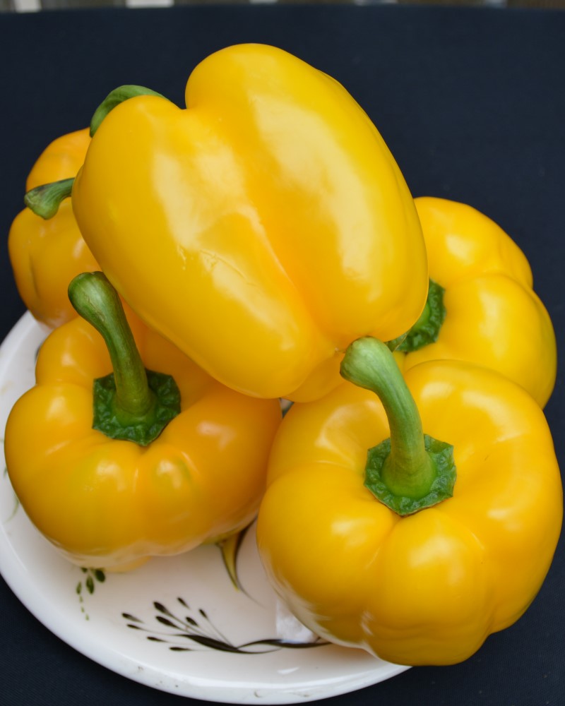 Pepper Golden Calwonder 4"