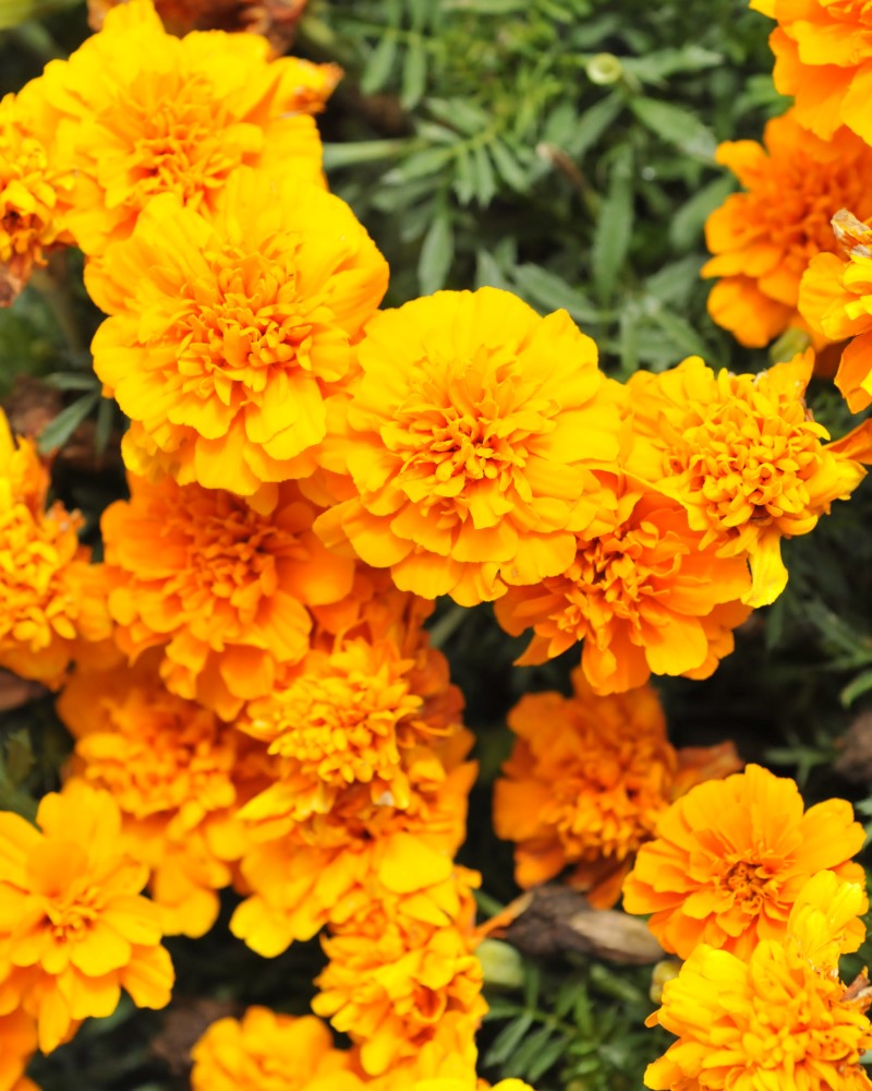 Marigold Happy Orange 6 Pack