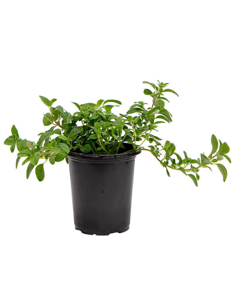 Italian Oregano 4"