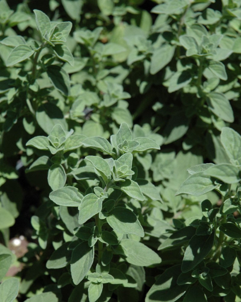 Italian Oregano 4\"