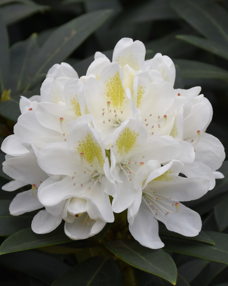 Chionoides Rhododendron #5<br><i>Rhododendron catawbiense Chionoides</br></i>
