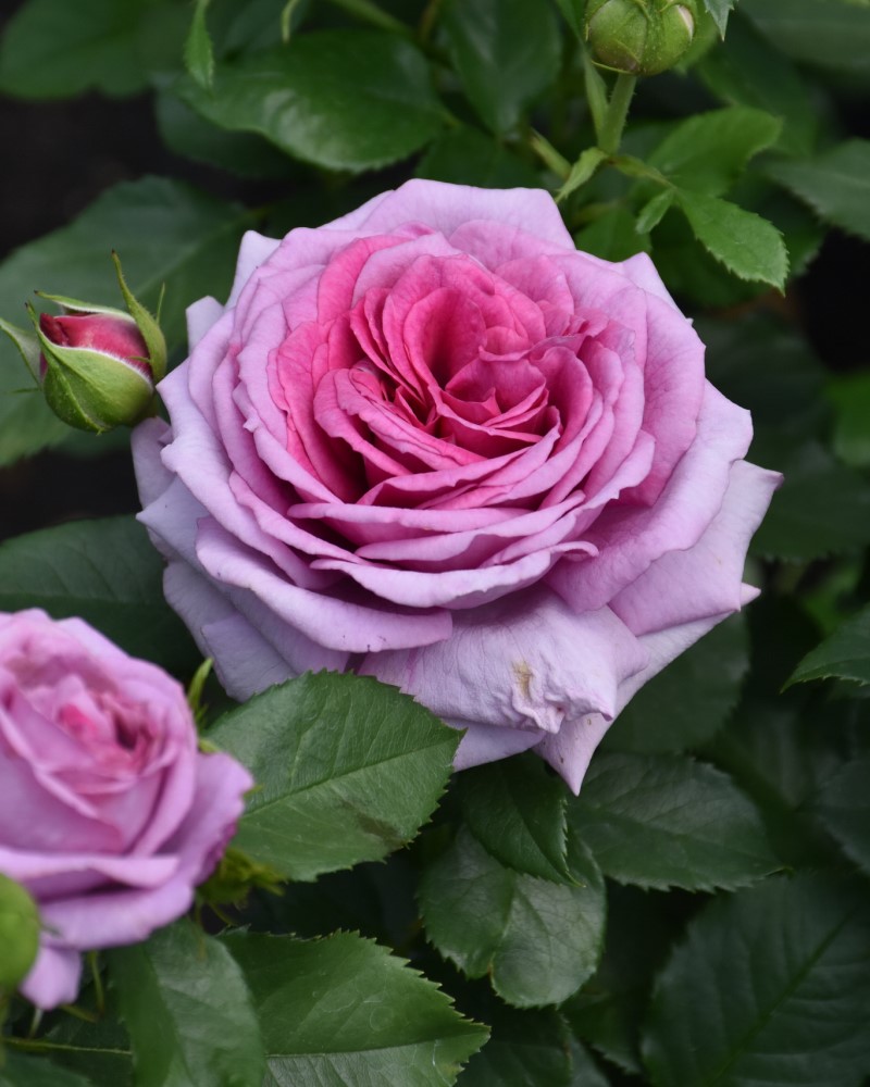 Sweet Madame Blue Rose #5<br><i>Rosa WEKwibscryper</br></i>