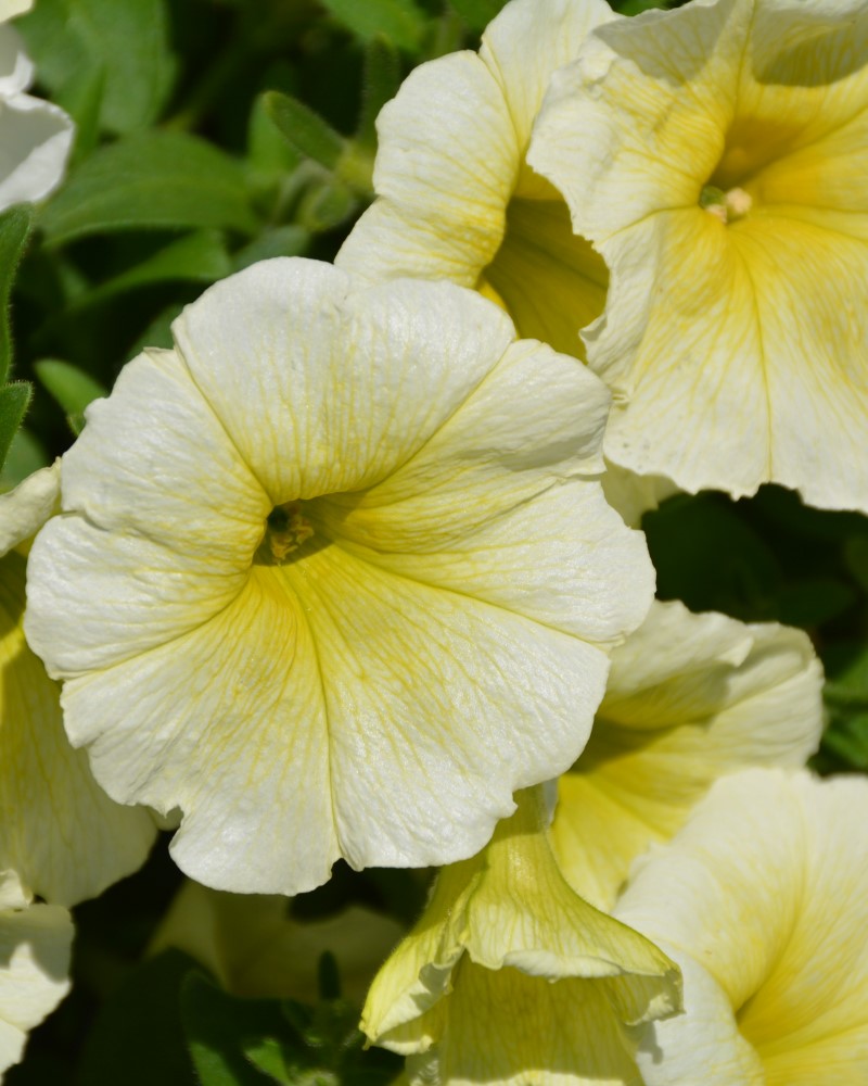 Petunia Easy Wave Yellow 4"