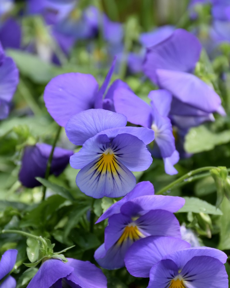 Pansy Cool Wave Blue Skies 4"