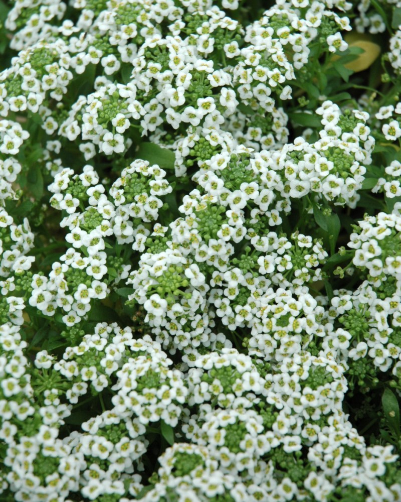 Clear Crystal White Sweet Alyssum 6 Pack<br><i>Lobularia maritima 'Clear Crystal White'</br></i>