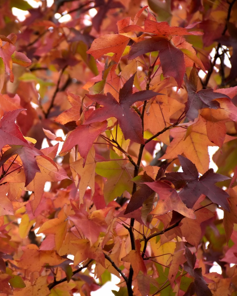 Sweet Gum #15<br><i>Liquidambar styraciflua</br></i>