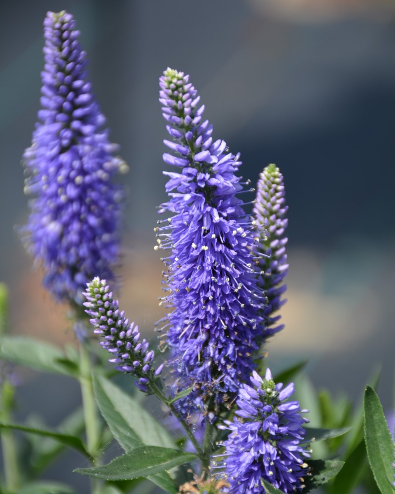 Skyward Blue Long-leaf Speedwell #1<br><i>Veronica longifolia Balskywlue</br></i>