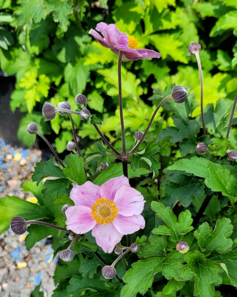 Pink Saucer Anemone #1<br><i>Anemone hupehensis Pink Saucer</br></i>