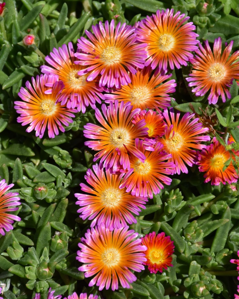 Ocean Sunset Orange Glow Ice Plant #1<br><i>Delosperma T18-7</br></i>