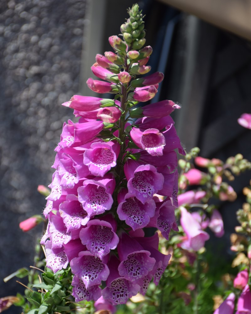 Dalmatian Purple Foxglove #1<br><i>Digitalis purpurea Dalmatian Purple</br></i>