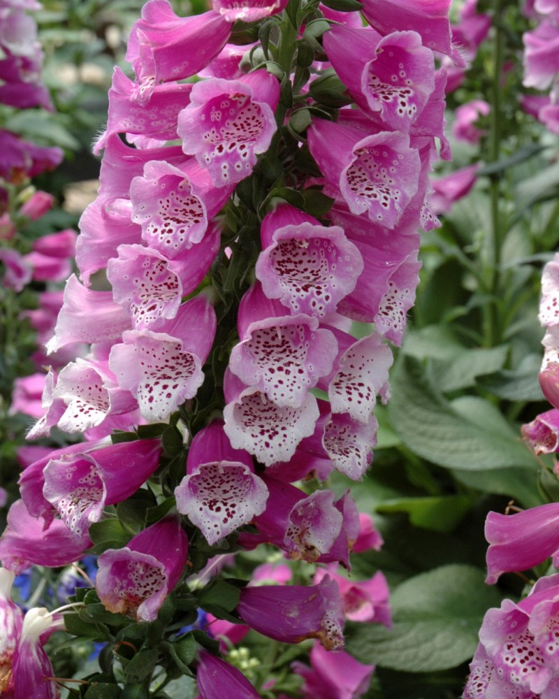Dalmatian Purple Foxglove #1<br><i>Digitalis purpurea Dalmatian Purple</br></i>