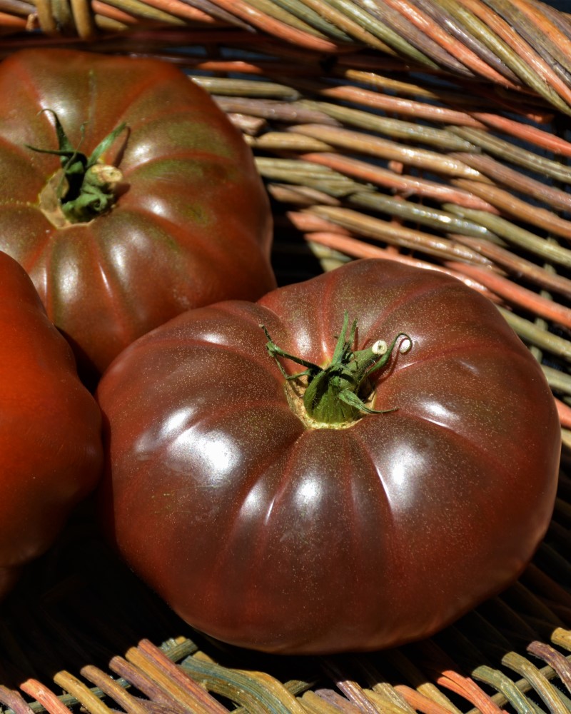 Tomato Cherokee Purple 4"