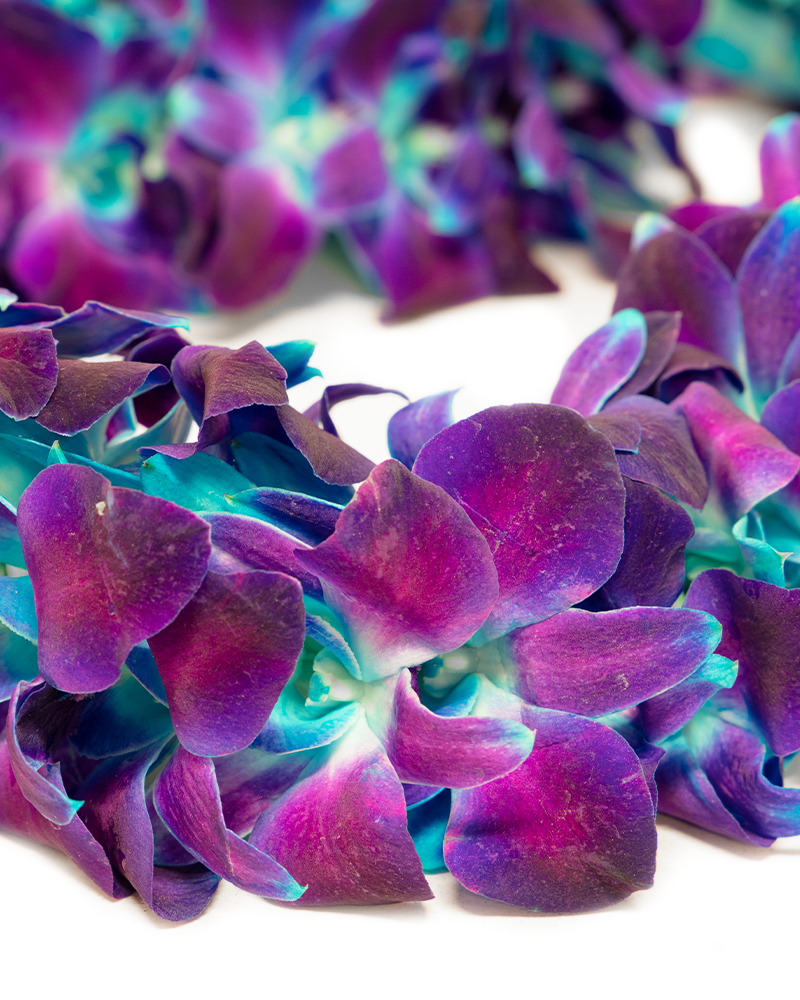 Blue and Purple Graduation Orchid Lei