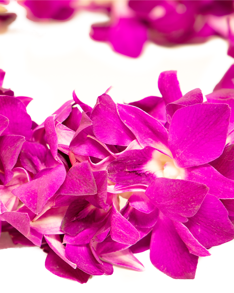 Pink Graduation Orchid Lei