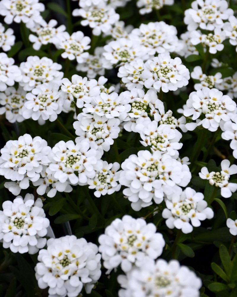 Purity Candytuft #1<br><i>Iberis sempervirens Purity</br></i>