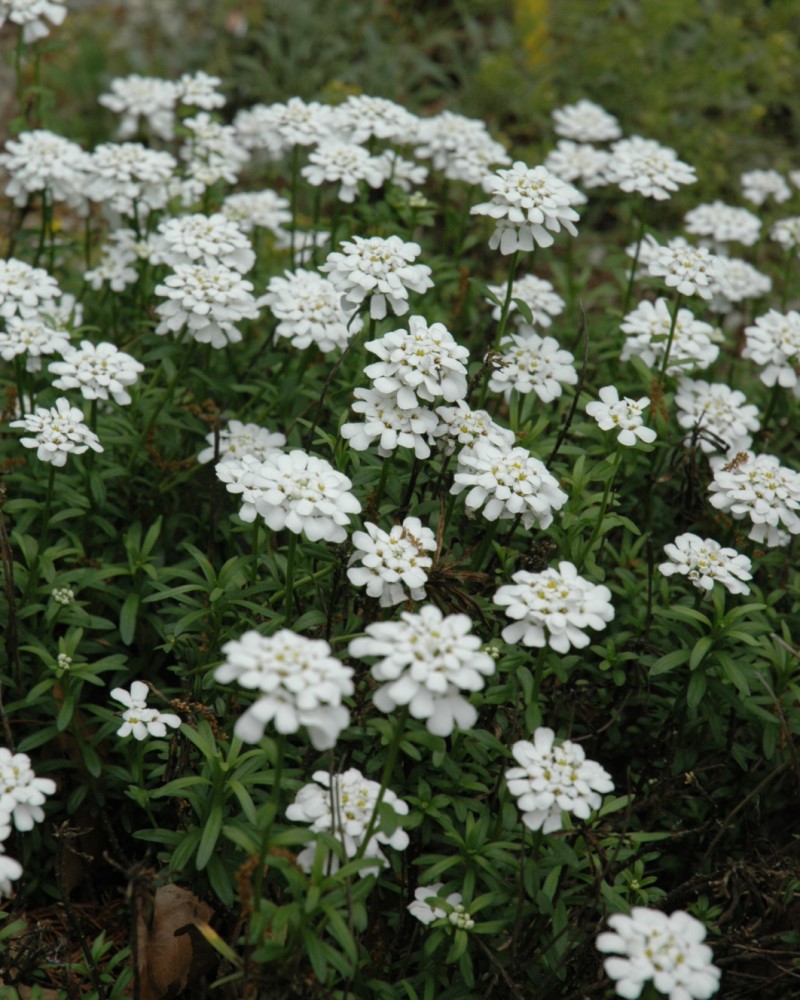 Purity Candytuft #1<br><i>Iberis sempervirens Purity</br></i>