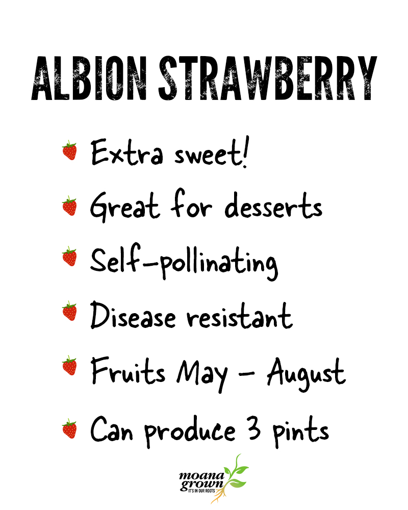 Strawberry Albion #1