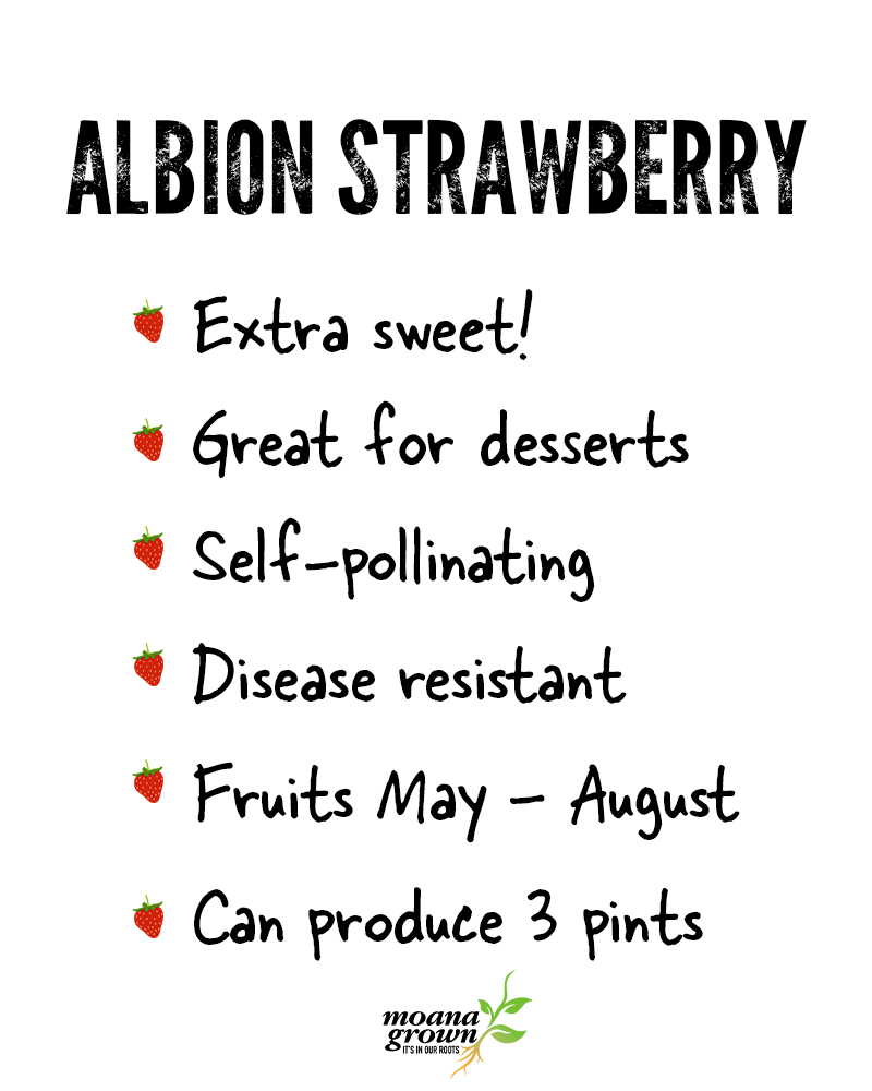 Albion Strawberry #1<br><i>Fragaria Albion</br></i>