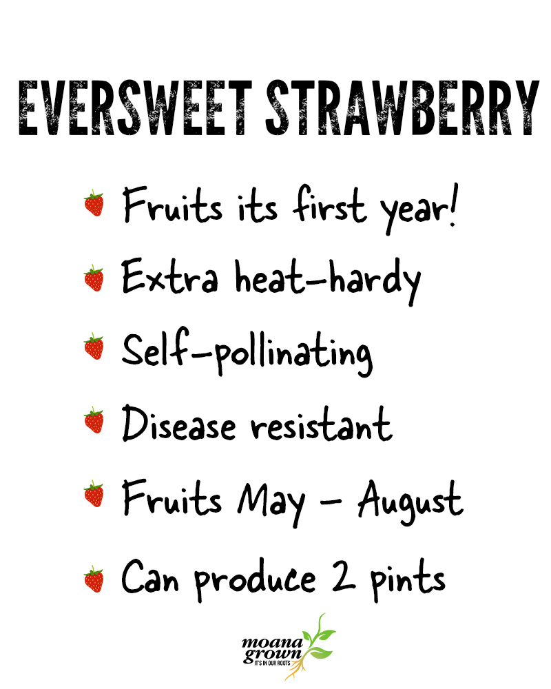Strawberry Eversweet #1