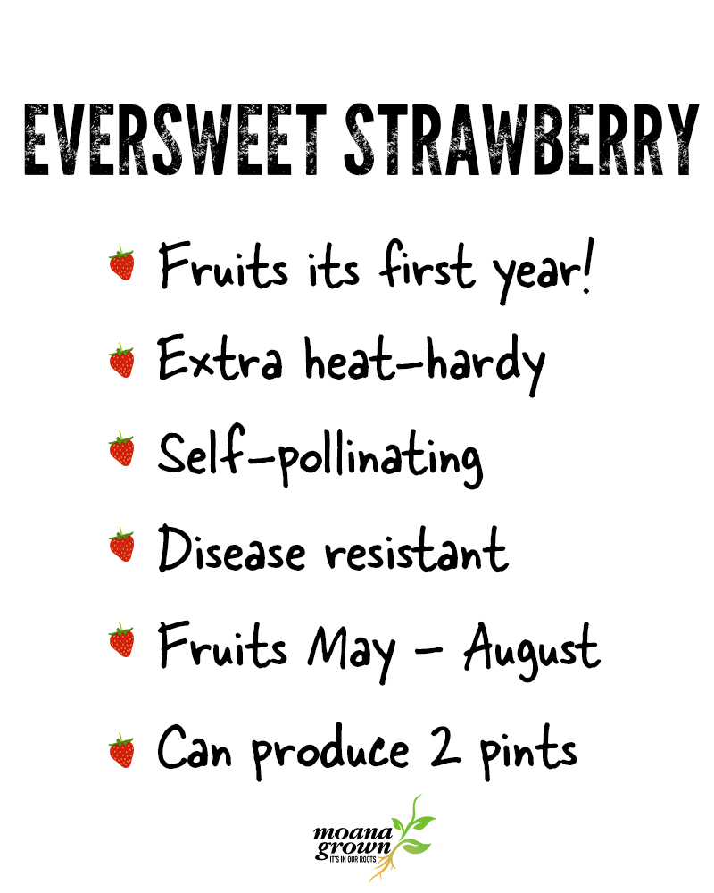 Eversweet&reg; Strawberry #1<br><i>Fragaria Eversweet</br></i>