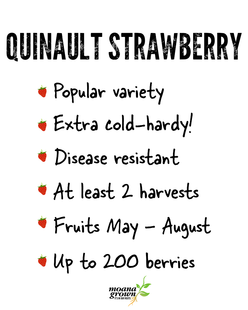 Quinault Strawberry #1<br><i>Fragaria Quinault</br></i>