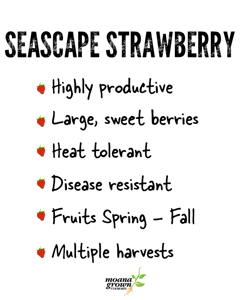 Strawberry Seascape #1